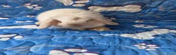 Mini Lop rabbits for sale: Stunning baby mini lops  - Advert 12