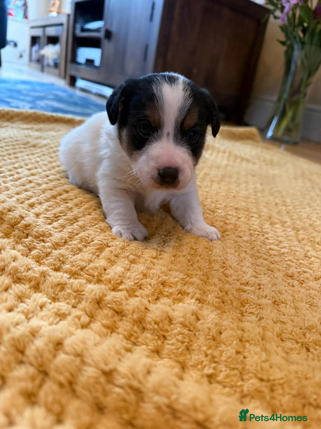 Jack Russell dogs for sale: Beautiful Farm Bred Jack Russell Puppies  - Advert 6