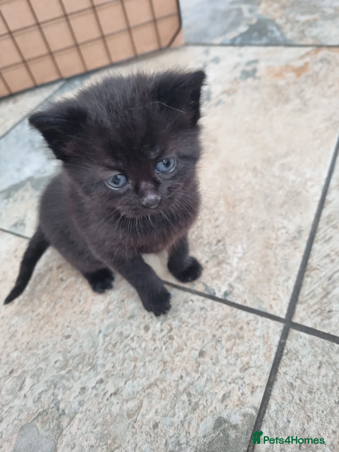 Mixed Breed cats for sale: 3 little kitten in Ellesmere Port - Advert 2