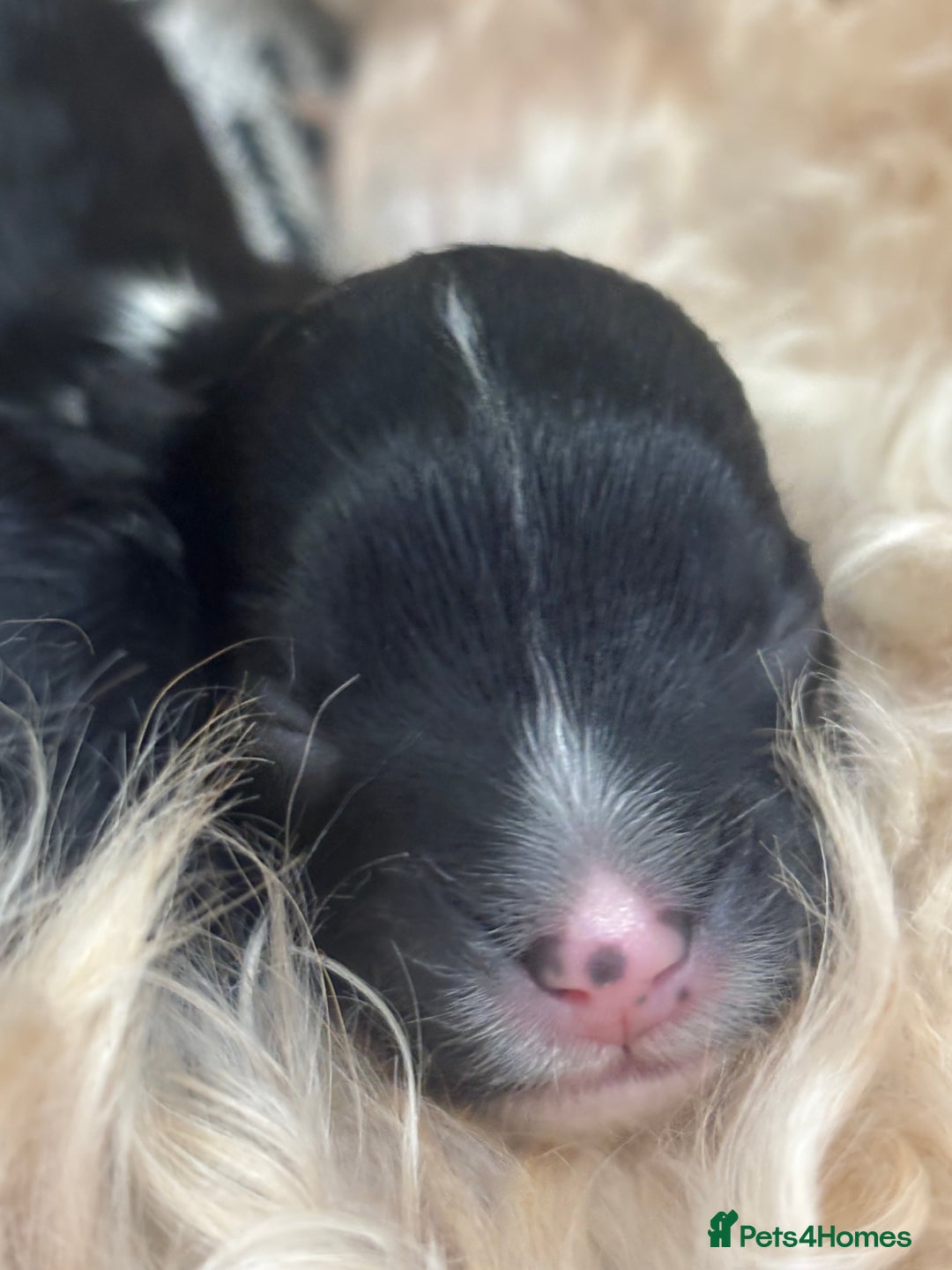 Cavapoo dogs for sale: Beautiful F1bb cavapoo pups - Image 10