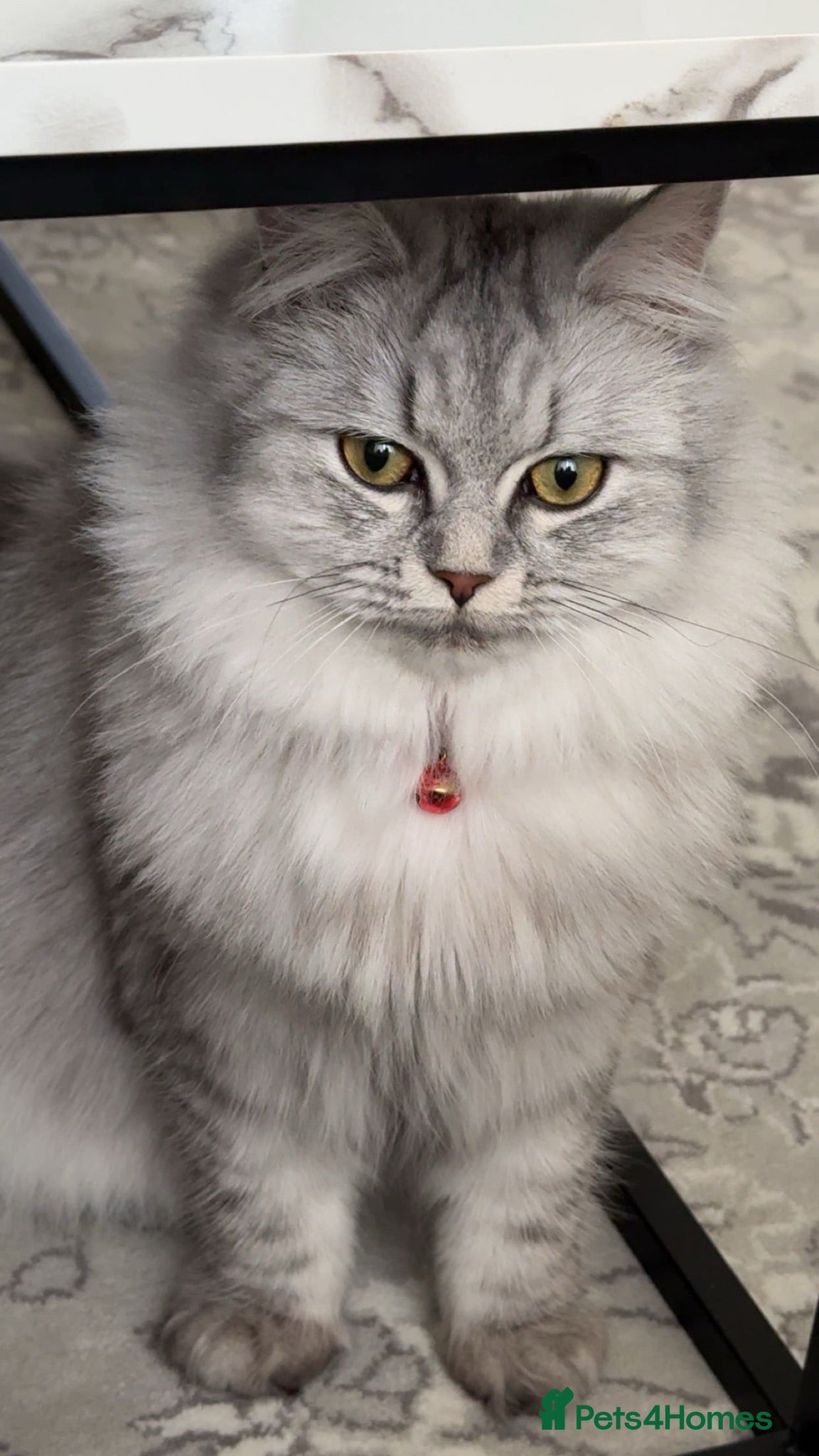 Persian cats Persian female cat  - Advert 13
