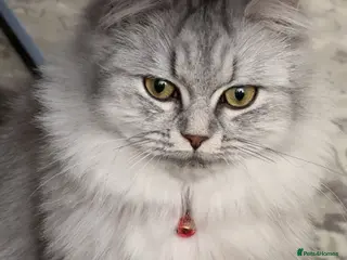 Persian cats Persian female cat - Advert 13