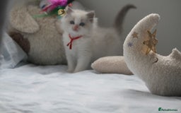 Ragdoll cats for sale: Active TICA princesses 👑❤️🩷💜 - Image 14