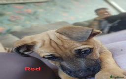 Mixed Breed dogs for sale: 3 puppies left. We have 2 girls and a boy  - Image 7