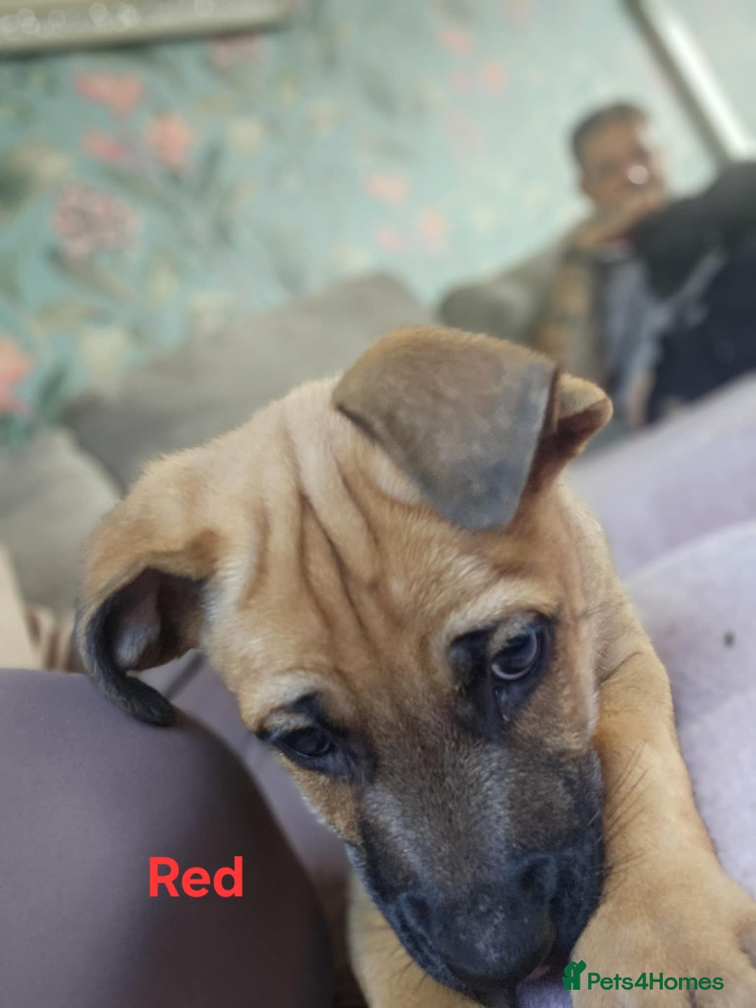 Mixed Breed dogs for sale: 3 puppies left. We have 2 girls and a boy  - Image 7
