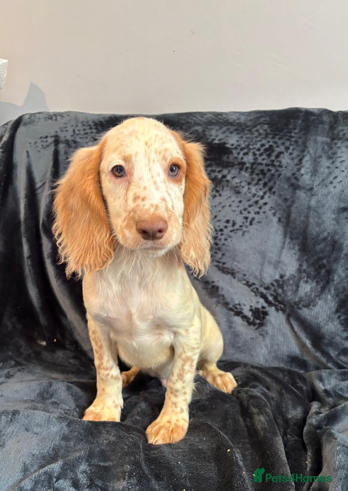 Cocker Spaniel dogs Cocker Spaniel Last Boy Ready Now - Advert 15