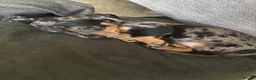 Miniature Dachshund dogs for sale: miniature dapple boys  - Advert 2