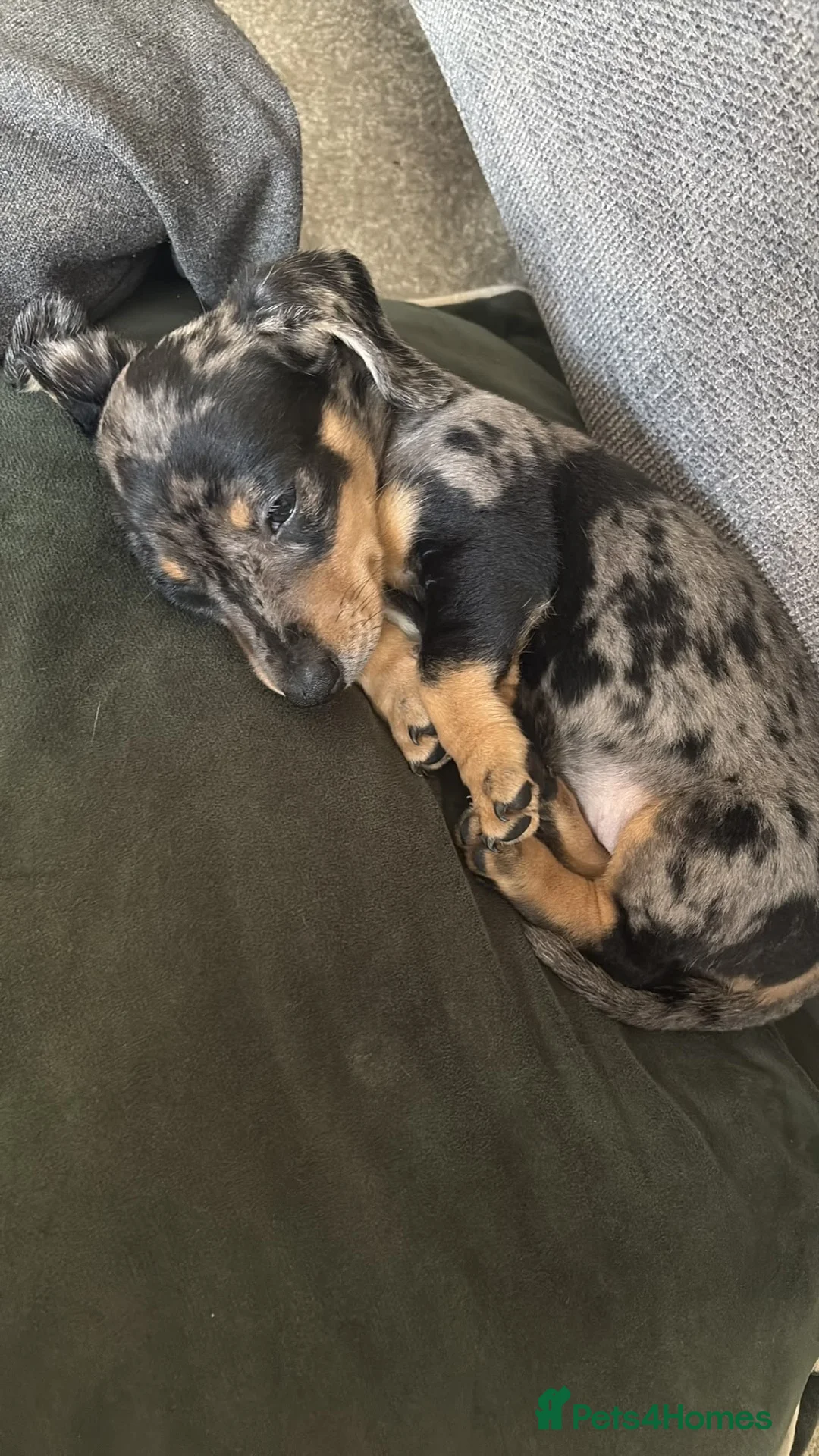 Miniature Dachshund dogs for sale: miniature dapple boys  - Advert 2