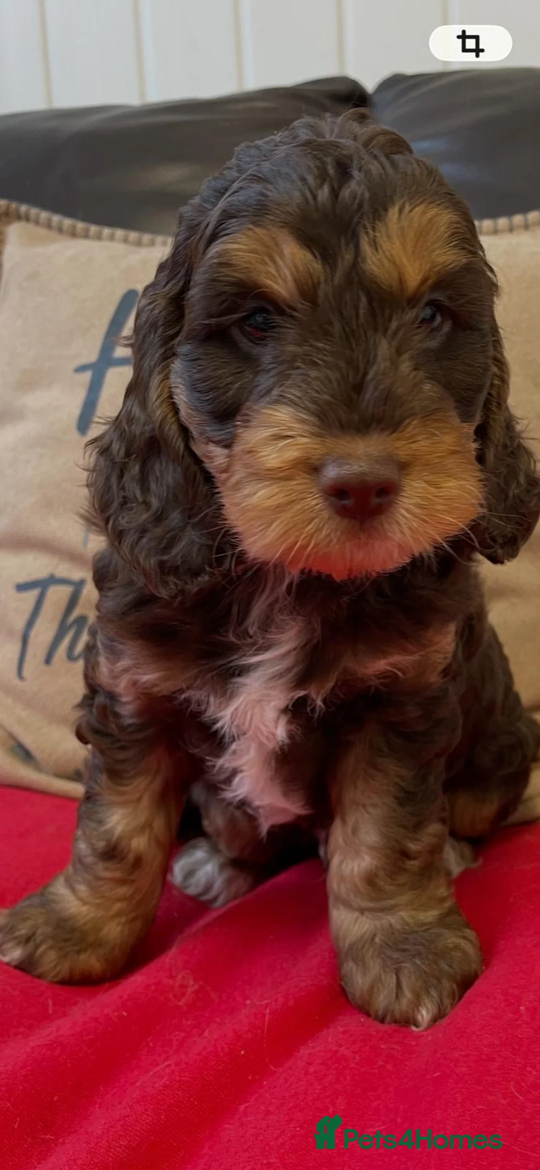Cockapoo dogs for sale: Stunning F1 cockapoos  - Advert 2