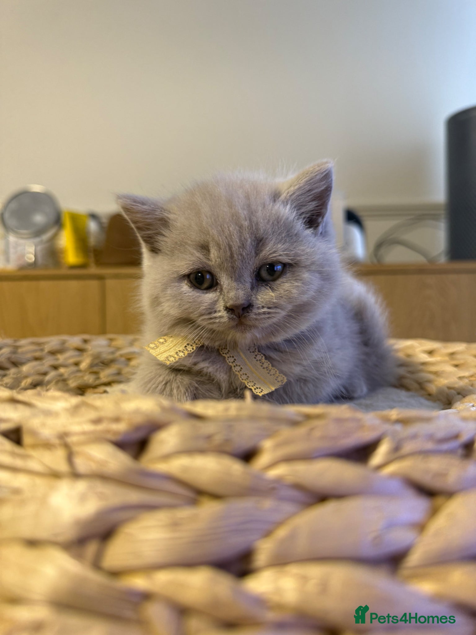 British Shorthair cats Gorgeous British Shorhair kittens 🐾 - Advert 4