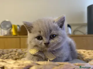 British Shorthair cats Gorgeous British Shorhair kittens 🐾 - Advert 4