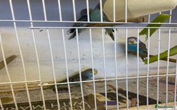 Budgerigars birds for sale: Baby budgies - Image 2