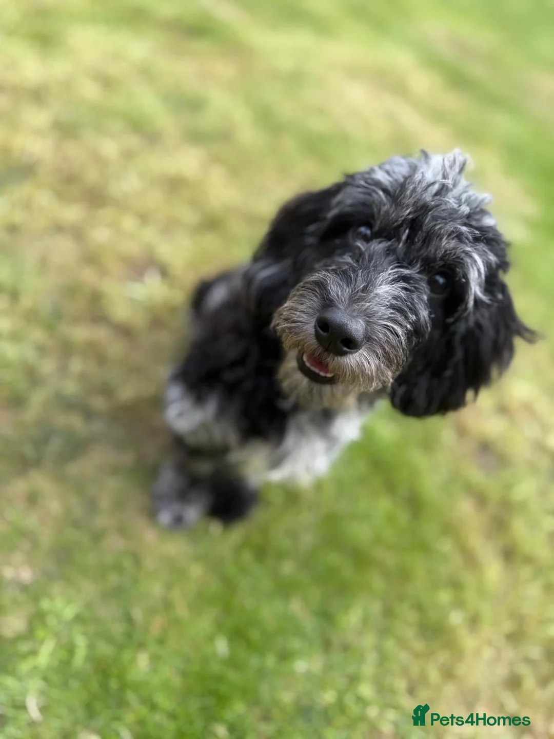 Cockapoo dogs for sale: F1 B cockapoo  in Cheadle - Advert 11