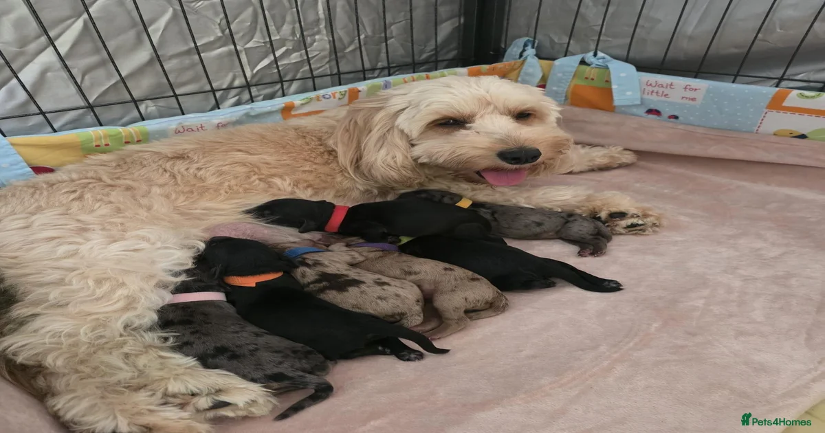 STUNNING LITTER OF COOKERPOOS for sale in Scunthorpe | Pets4Homes