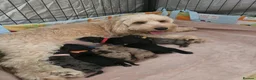Cockapoo dogs for sale: STUNNING LITTER OF COOKERPOOS - Advert 1