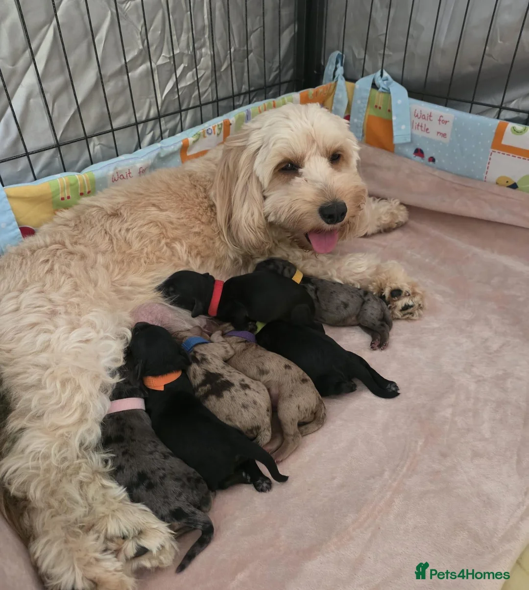 Cockapoo dogs for sale: STUNNING LITTER OF COOKERPOOS - Advert 1