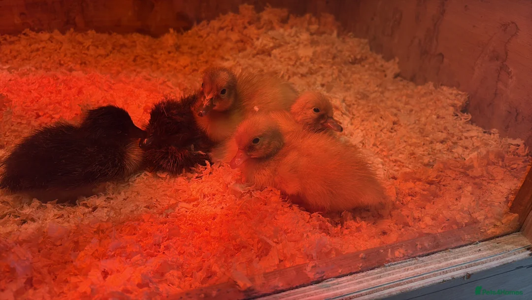 Ducks poultry for sale: Runner and Cayuga duckling  - Advert 6