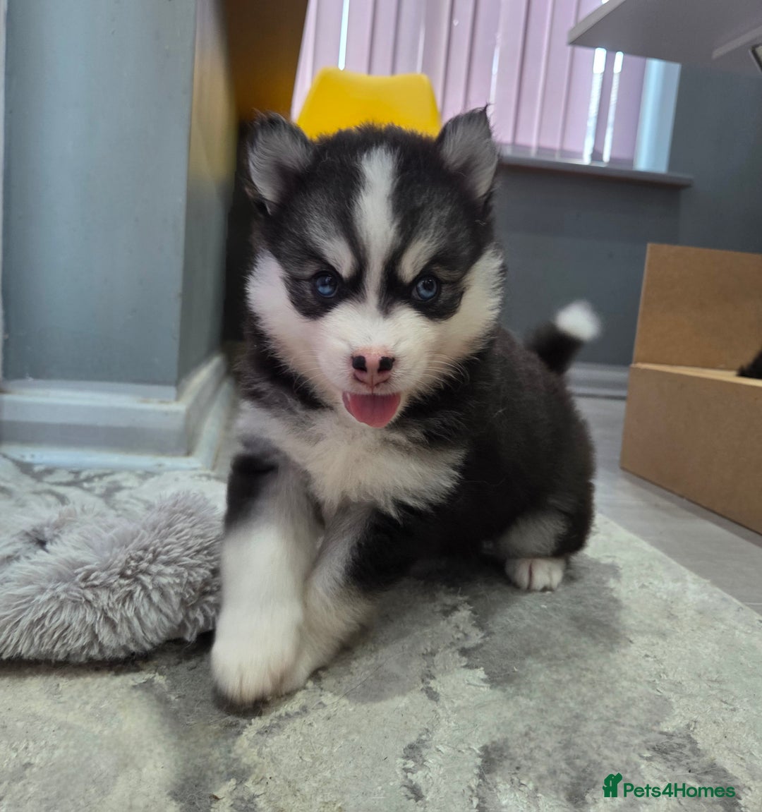 Siberian Husky dogs for sale: Perfect Mini Husky puppies - Image 1