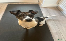 Jack Russell dogs for sale: Beautiful Blue Merle Tricolour Male - 3 years old - Image 1