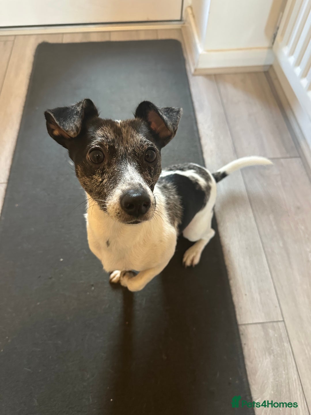 Jack Russell dogs for sale: Beautiful Blue Merle Tricolour Male - 3 years old - Image 1