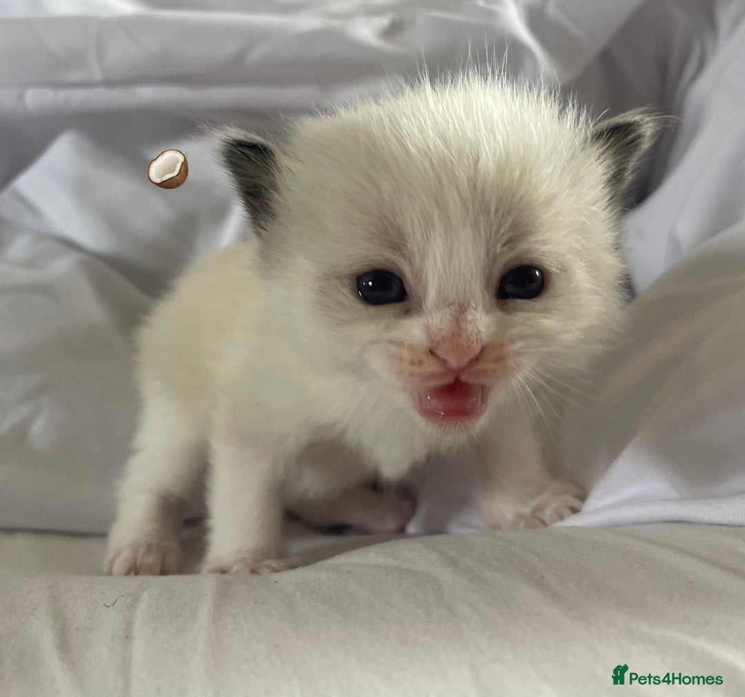 Ragdoll cats for sale: ✨Ragdoll Kittens Available – European Lines ✨ - Image 26