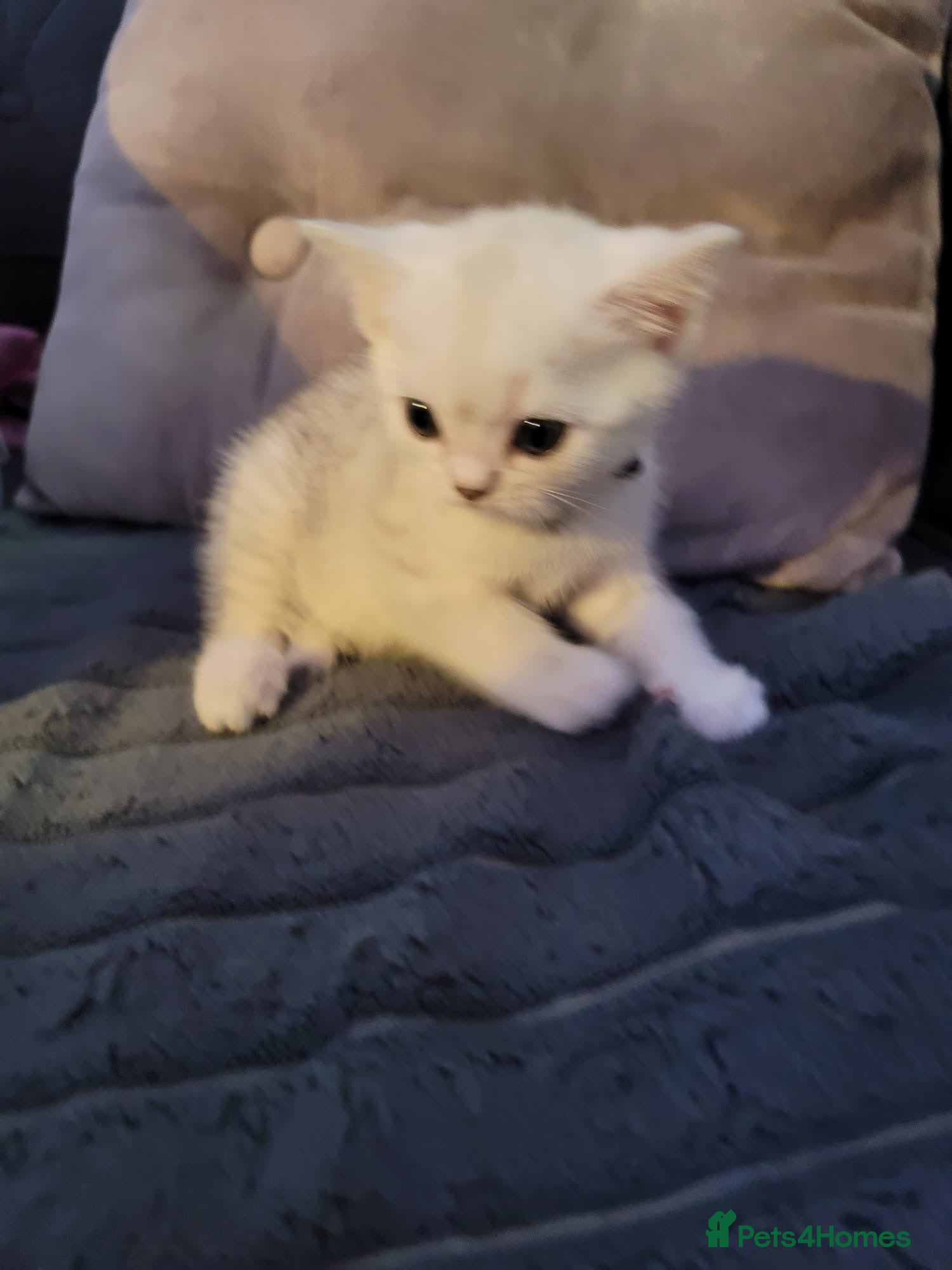 British Shorthair cats for sale: Beautiful kittens – 2 Boys & 2 Girls Ready Now  - Advert 18