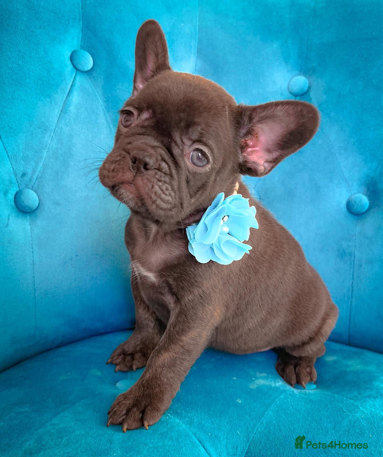 French Bulldog dogs 🌸BEAUTIFUL CHOCOLATE GIRL READY TO GO🌸 - Advert 18