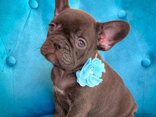 French Bulldog dogs 🌸BEAUTIFUL CHOCOLATE GIRL READY TO GO🌸 - Advert 2