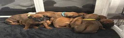 Rhodesian Ridgeback dogs for sale: KC Registered Rhodesian Ridgeback Puppies in Wallasey - Advert 5