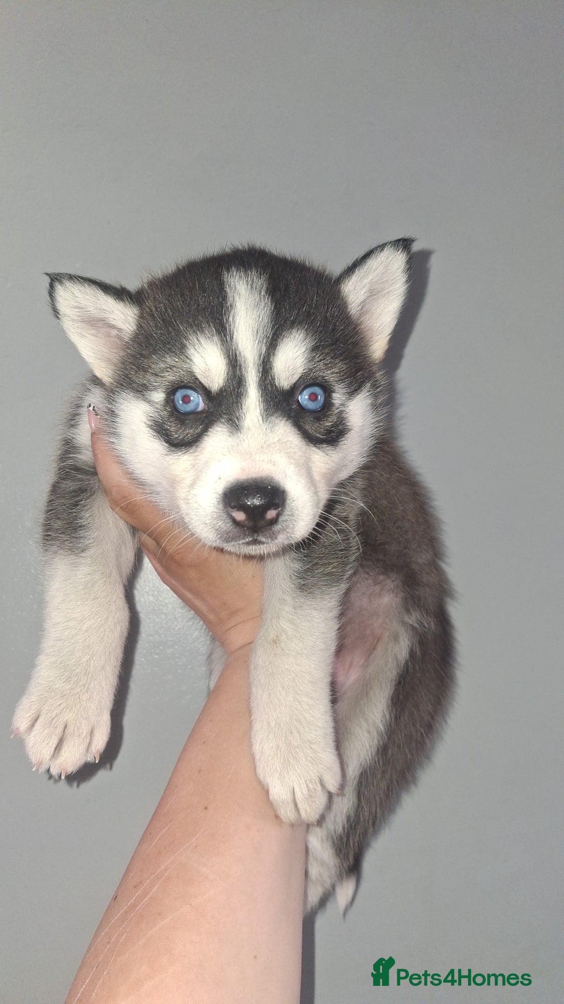 Pomsky dogs Beautiful f2b pomsky puppies  - Advert 1