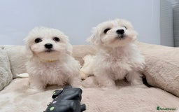 Maltese dogs for sale: Maltese puppies for sale 🐶 - Image 6