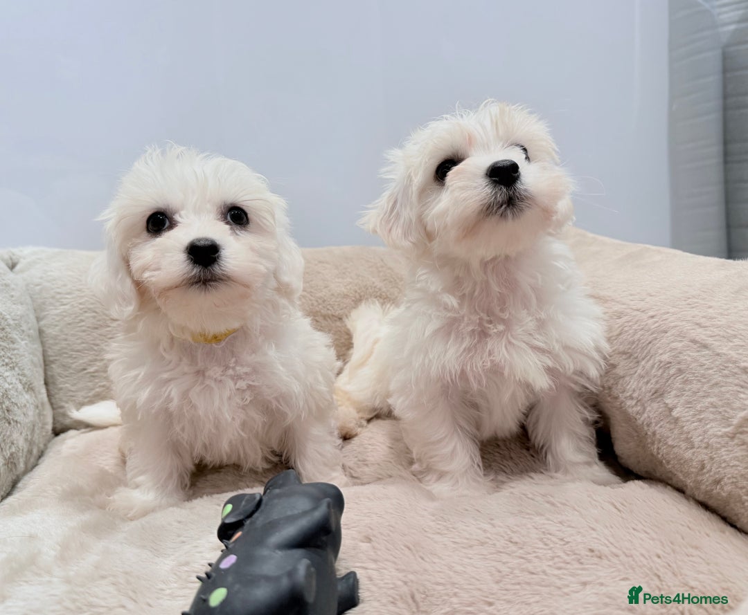 Maltese dogs for sale: Maltese puppies for sale 🐶 - Image 6