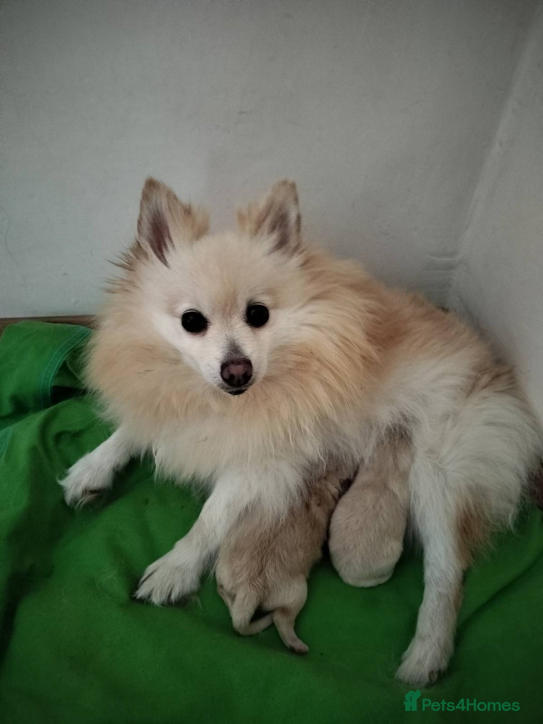 Pomeranian dogs for sale: Two lovely pups - Image 3