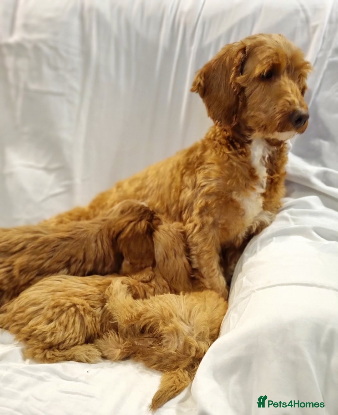 Cavapoo dogs for sale: Cavapoo - Advert 16