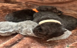 British Shorthair cats for sale: Pure British shorthair  - Image 1