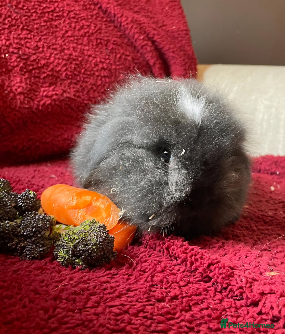 Mixed Breed rabbits for sale: Minilop, lionhead and mixed breed baby rabbits. - Image 20