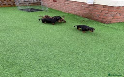 Miniature Dachshund dogs for sale: Beautiful dachshund puppies  - Advert 14