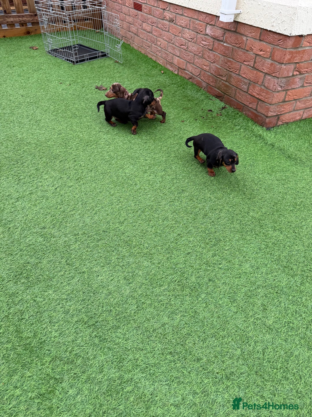 Miniature Dachshund dogs for sale: Beautiful dachshund puppies  - Advert 14
