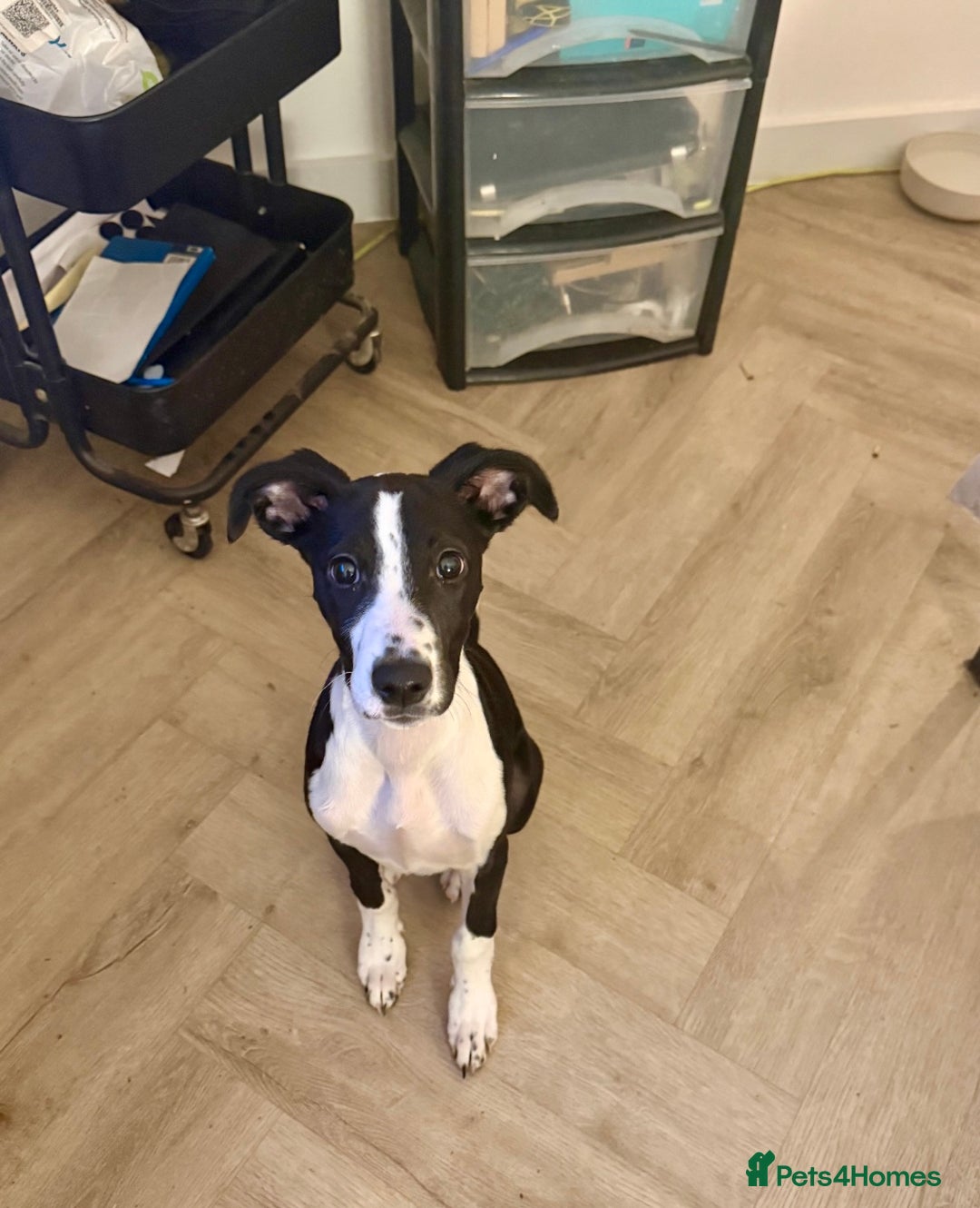 Mixed Breed dogs for sale: Beautiful cross whippet  - Advert 2