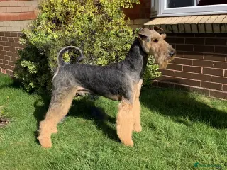 Airedale Terrier dogs Gentleman of the dog world! in Lichfield - Advert 1