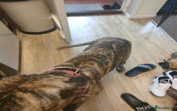 Presa Canario dogs for sale: Pressa canario female  - Image 2