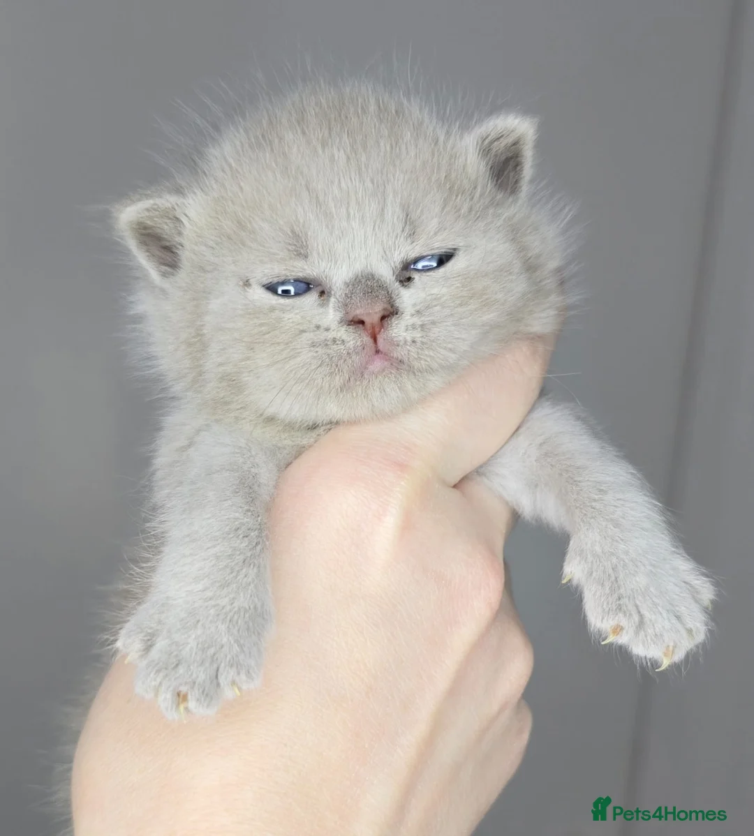 British Shorthair cats for sale: Gorgeous British Shorthair kittens - Advert 11