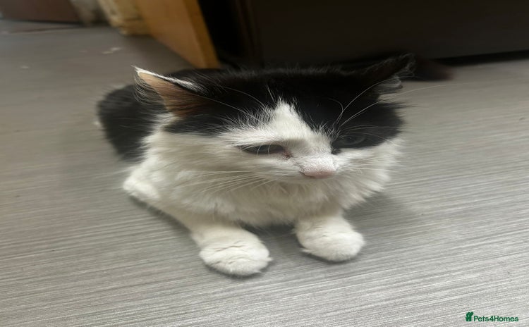 Mixed Breed cats - Advert 3