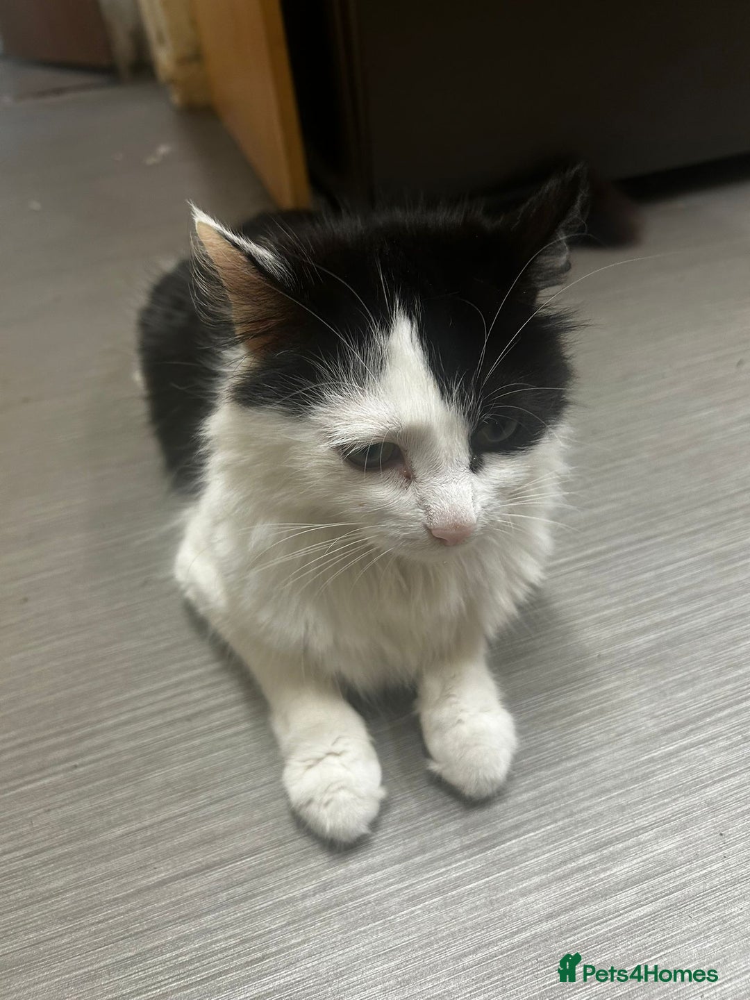 Mixed Breed cats for sale: 2 Female kittens  - Image 1