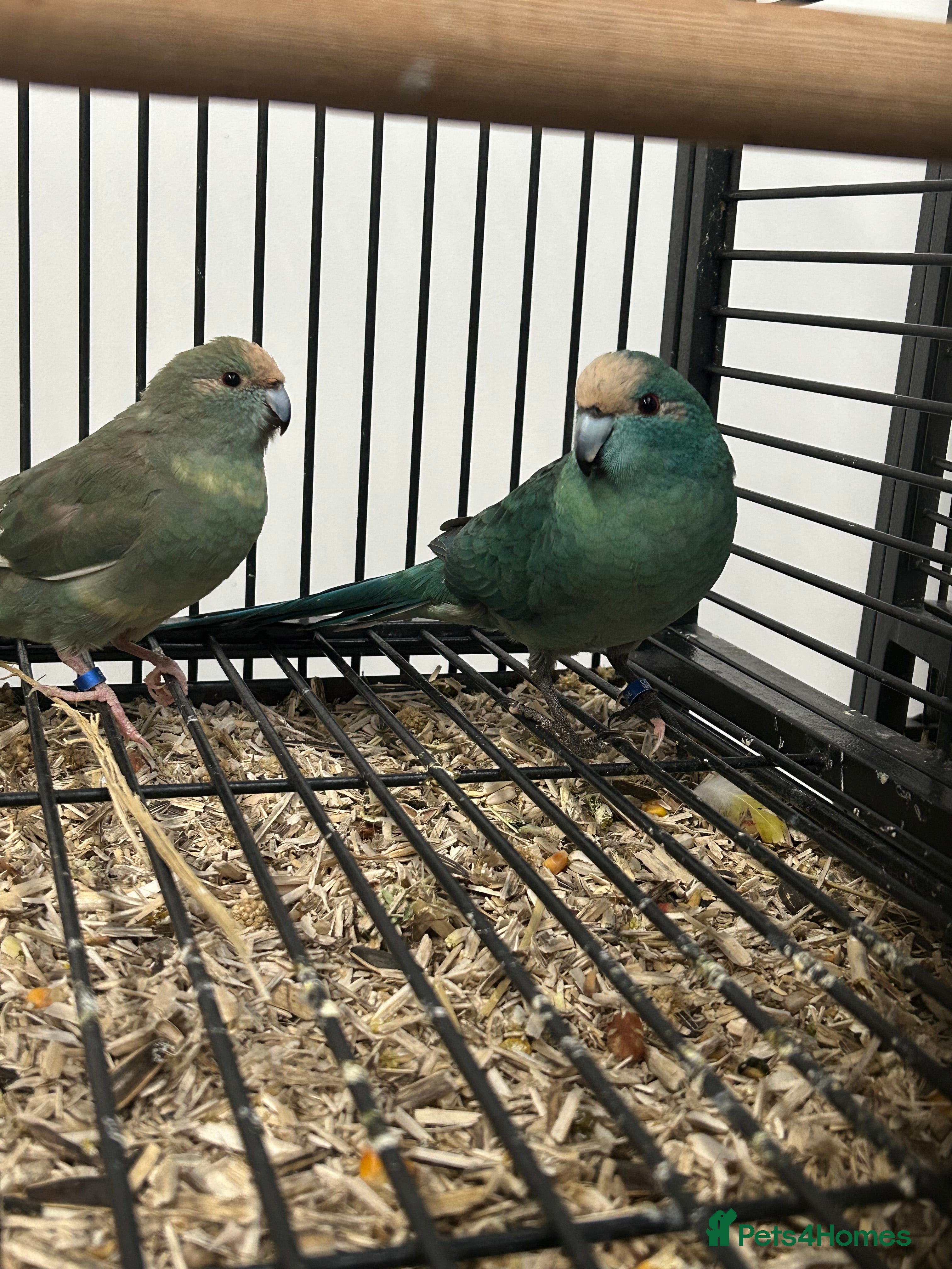 Parakeets birds Various Stunning Baby Kakarikis  - Advert 6