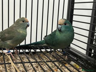 Parakeets birds Various Stunning Baby Kakarikis - Advert 6