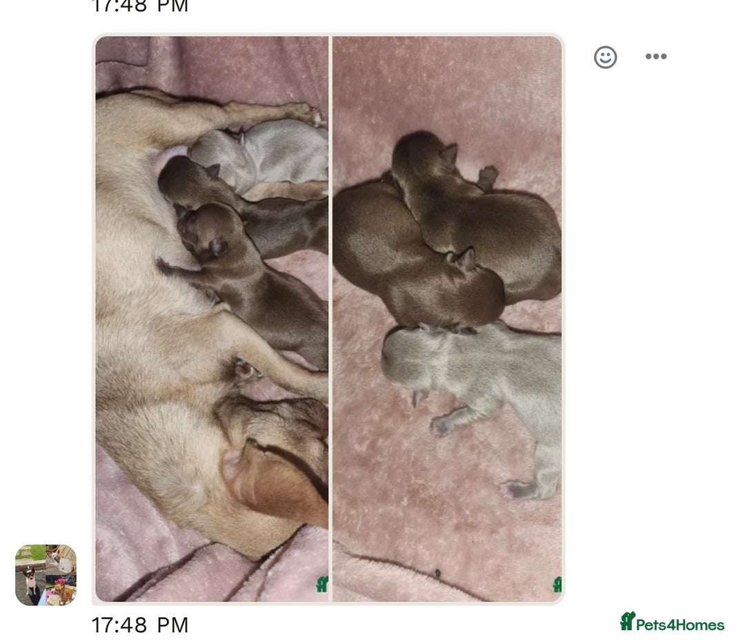 Chihuahua dogs for stud: KC Reg Russian x Italian Full Chihuahua Stud in Stourbridge - Advert 15