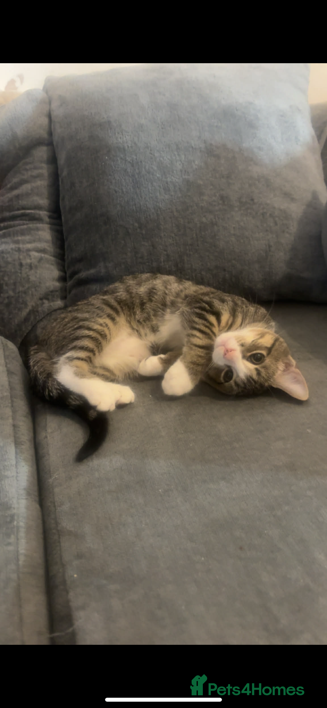 Mixed Breed cats for sale: 13-14 week old kittens - Advert 5