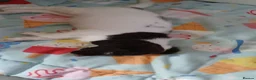 English Springer Spaniel dogs for sale: Springer spaniel - Advert 4
