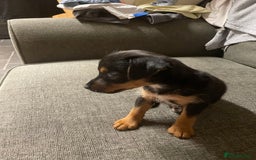 Jack Russell dogs for sale: 10 week old female Jack Russell pup - Image 2